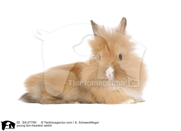 young lion-headed rabbit / SS-27790