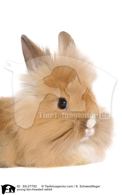 young lion-headed rabbit / SS-27792