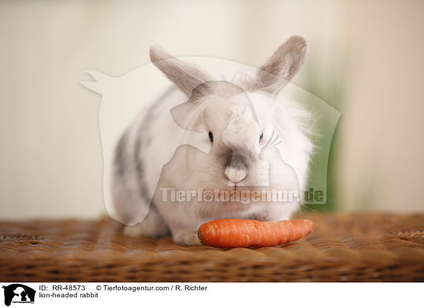 Lwenkpfchen / lion-headed rabbit / RR-48573