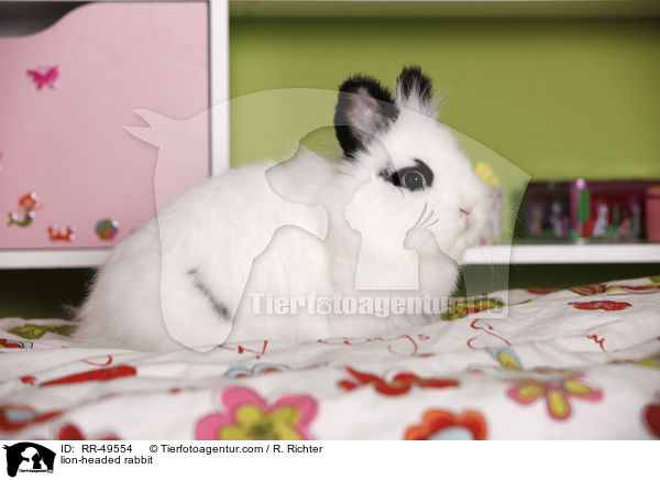 Lwenkpfchen / lion-headed rabbit / RR-49554