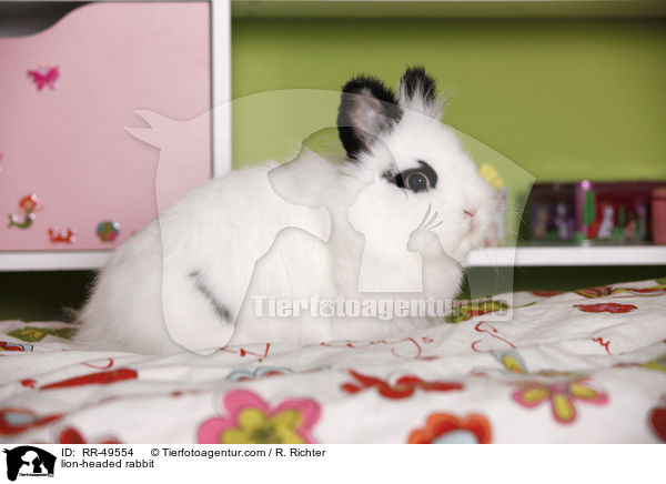 lion-headed rabbit / RR-49554