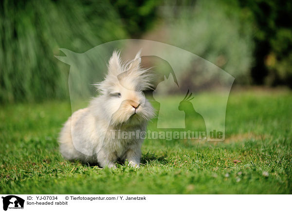 lion-headed rabbit / YJ-07034
