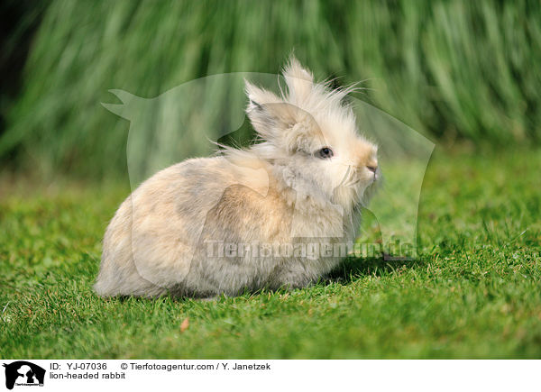 lion-headed rabbit / YJ-07036