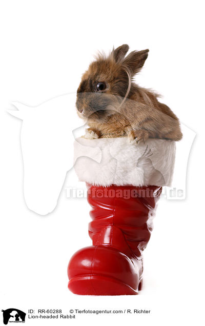 Lwenkpfchen / Lion-headed Rabbit / RR-60288