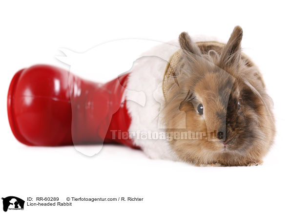 Lwenkpfchen / Lion-headed Rabbit / RR-60289