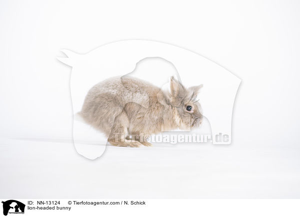 lion-headed bunny / NN-13124