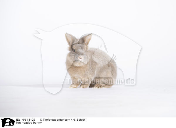 lion-headed bunny / NN-13126