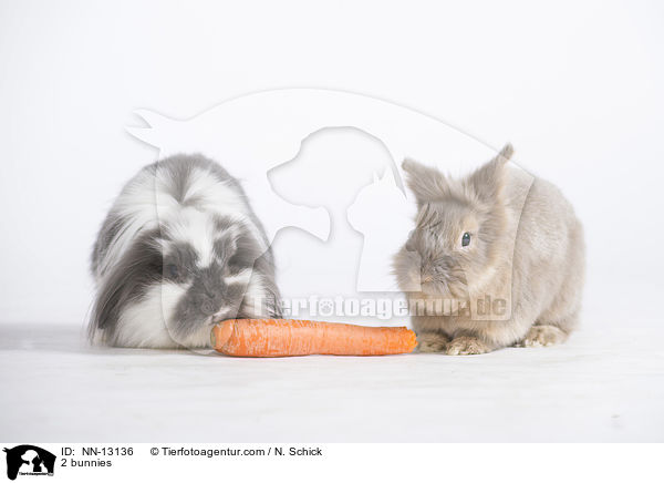 2 Kaninchen / 2 bunnies / NN-13136