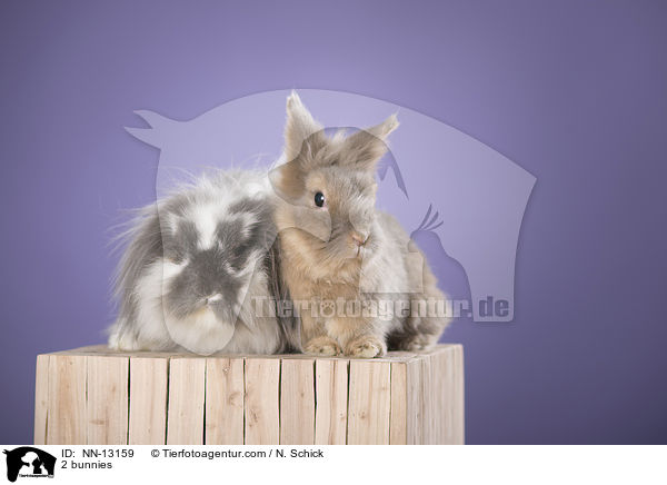 2 Kaninchen / 2 bunnies / NN-13159