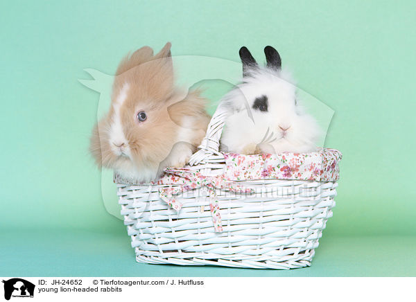 young lion-headed rabbits / JH-24652
