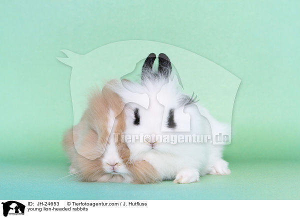 young lion-headed rabbits / JH-24653