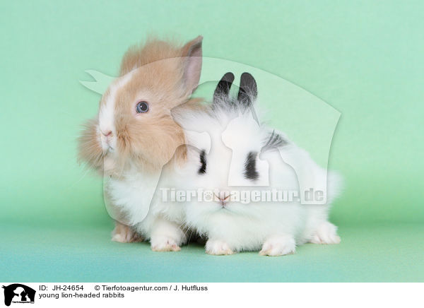 young lion-headed rabbits / JH-24654
