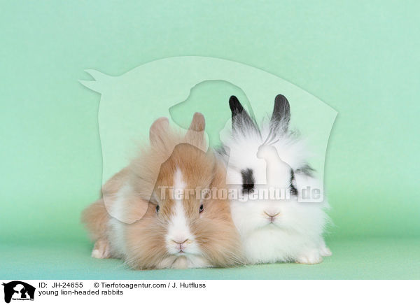 young lion-headed rabbits / JH-24655