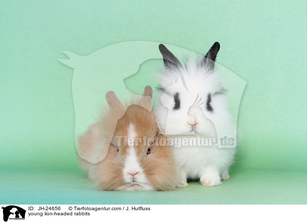 young lion-headed rabbits / JH-24656