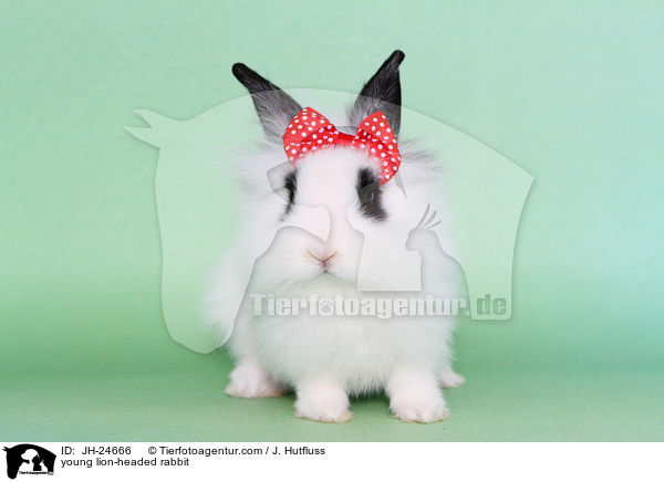 junges Lwenkpfchen / young lion-headed rabbit / JH-24666