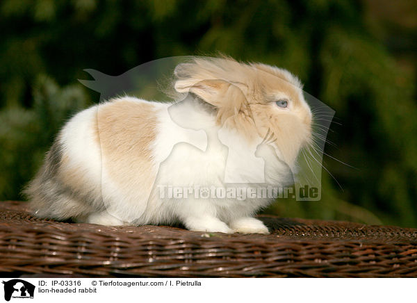 Lwenkpfchen / lion-headed rabbit / IP-03316