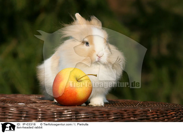 Lwenkpfchen / lion-headed rabbit / IP-03318
