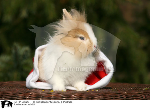Lwenkpfchen / lion-headed rabbit / IP-03328