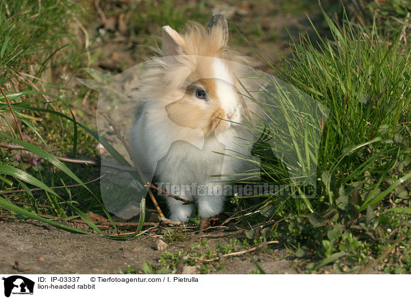 lion-headed rabbit / IP-03337