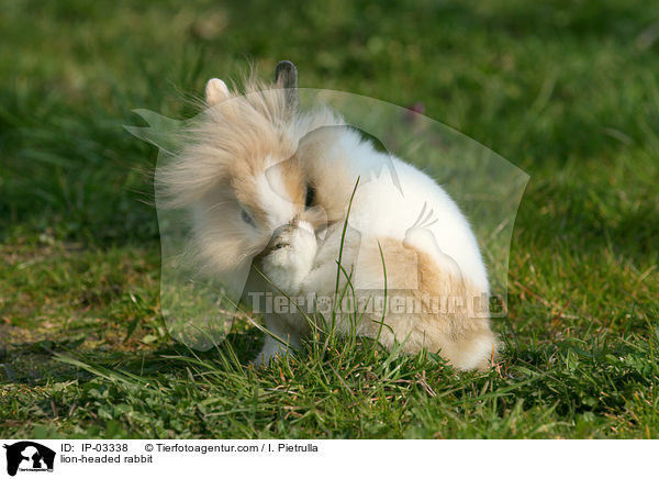 lion-headed rabbit / IP-03338
