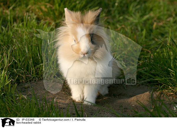 lion-headed rabbit / IP-03346