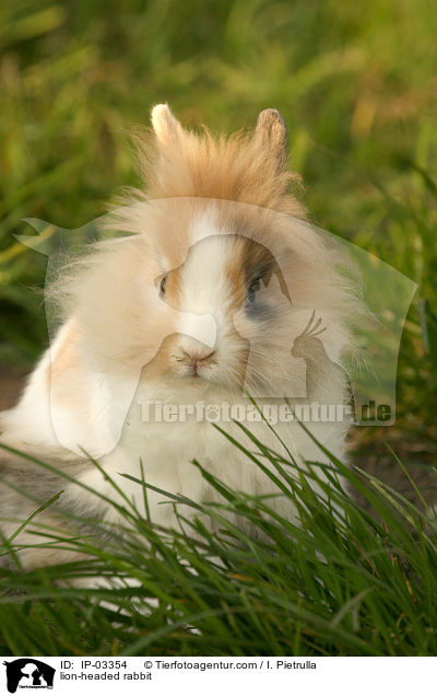 lion-headed rabbit / IP-03354