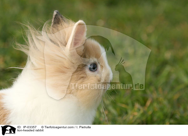 lion-headed rabbit / IP-03357