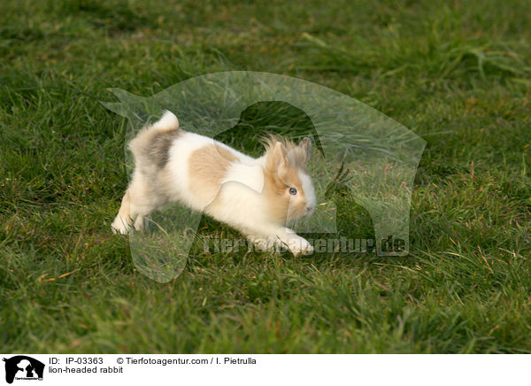 lion-headed rabbit / IP-03363