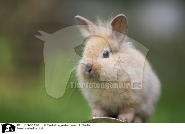 lion-headed rabbit / JEG-01120