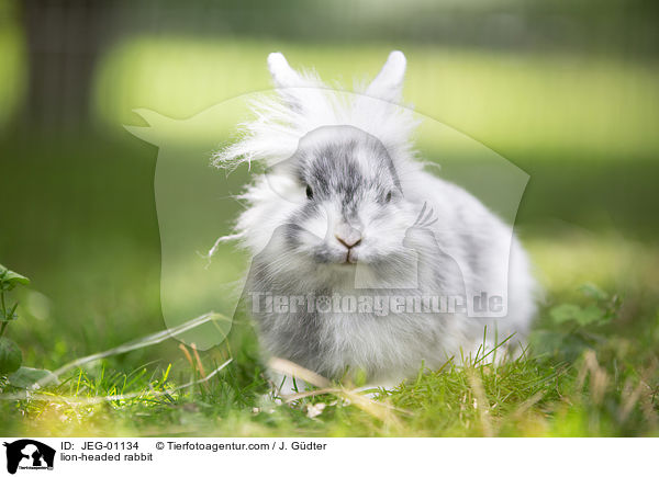 lion-headed rabbit / JEG-01134