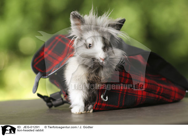 Lwenkpfchen / lion-headed rabbit / JEG-01291