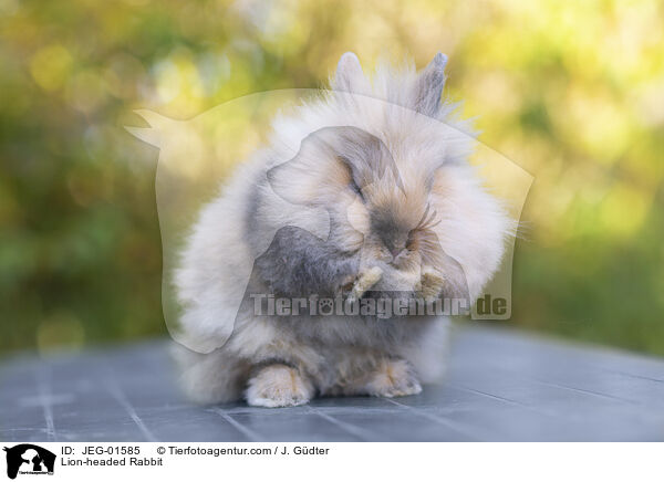 Lion-headed Rabbit / JEG-01585
