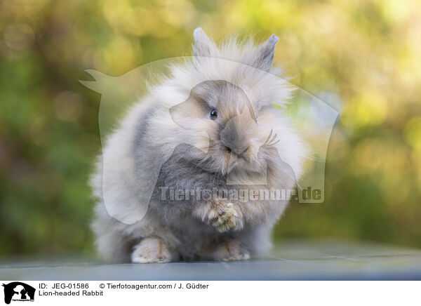 Lion-headed Rabbit / JEG-01586