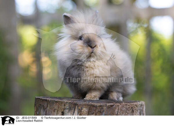 Lwenkpfchen / Lion-headed Rabbit / JEG-01589