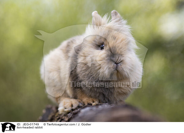 Lwenkpfchen / lion-headed rabbit / JEG-01749