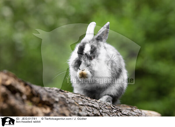 Lwenkpfchen / lion-headed rabbit / JEG-01781