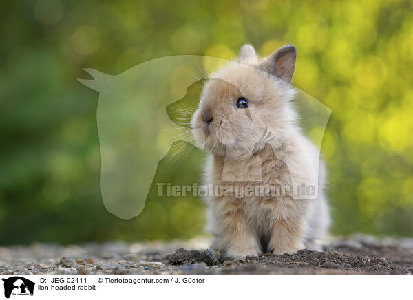 Lwenkpfchen / lion-headed rabbit / JEG-02411