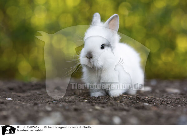 lion-headed rabbit / JEG-02412