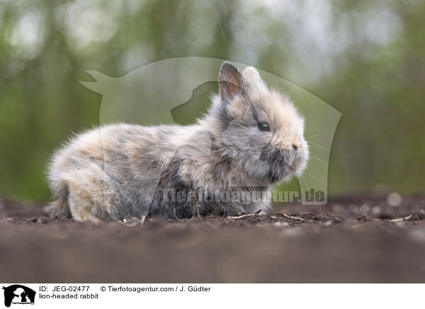 Lwenkpfchen / lion-headed rabbit / JEG-02477