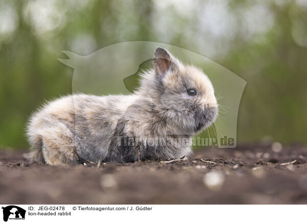 lion-headed rabbit / JEG-02478