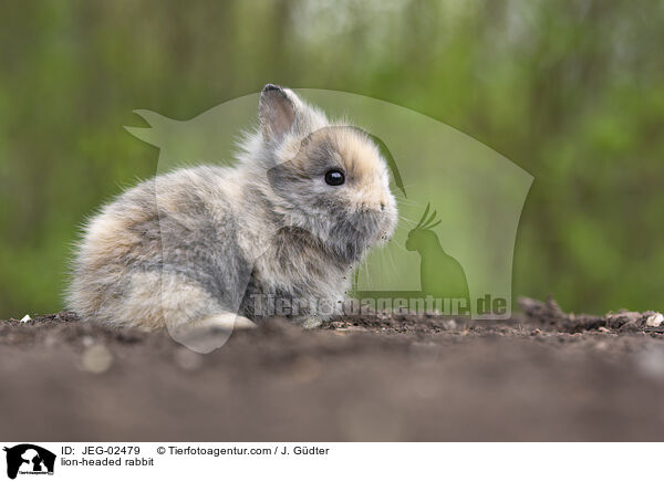 Lwenkpfchen / lion-headed rabbit / JEG-02479