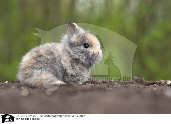 lion-headed rabbit / JEG-02479