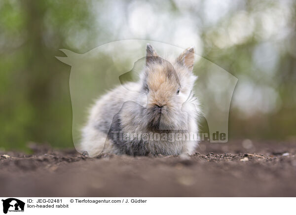 Lwenkpfchen / lion-headed rabbit / JEG-02481