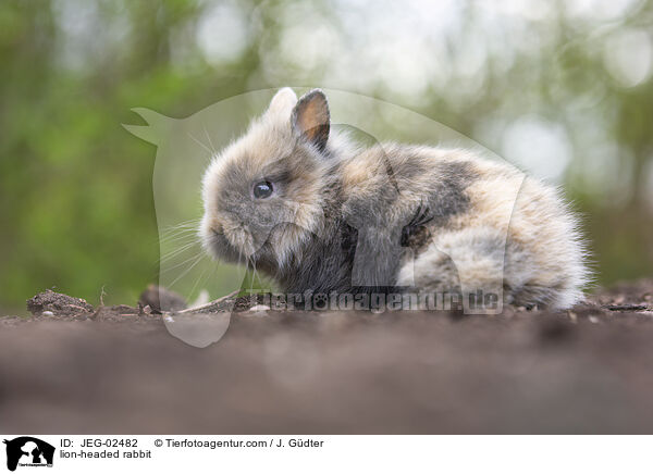 Lwenkpfchen / lion-headed rabbit / JEG-02482