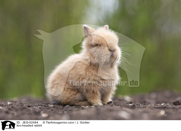lion-headed rabbit / JEG-02484