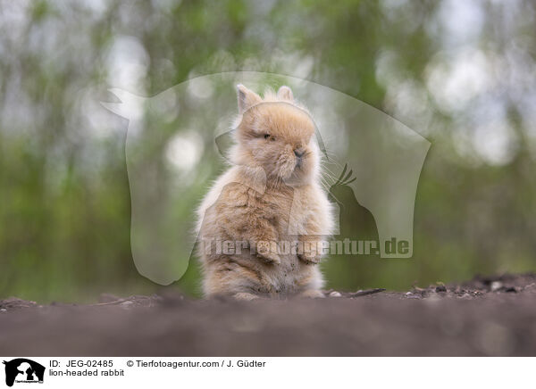 lion-headed rabbit / JEG-02485