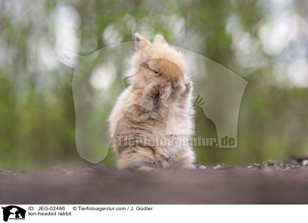 Lwenkpfchen / lion-headed rabbit / JEG-02486