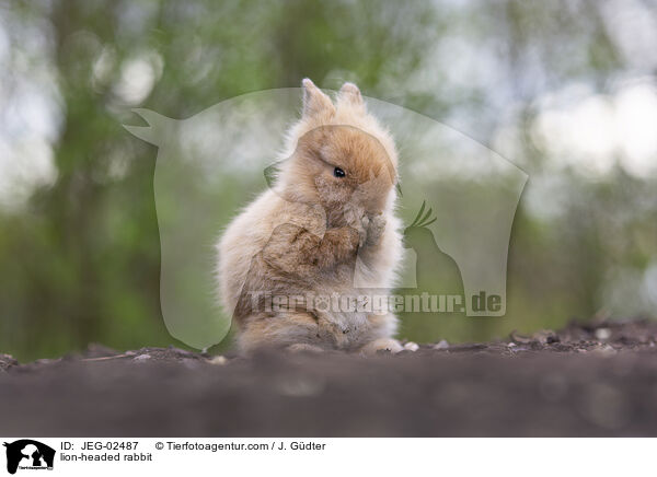 Lwenkpfchen / lion-headed rabbit / JEG-02487