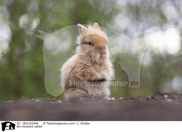 Lwenkpfchen / lion-headed rabbit / JEG-02488