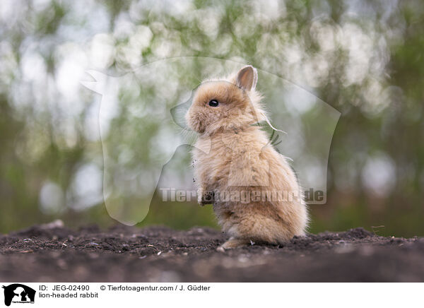 Lwenkpfchen / lion-headed rabbit / JEG-02490